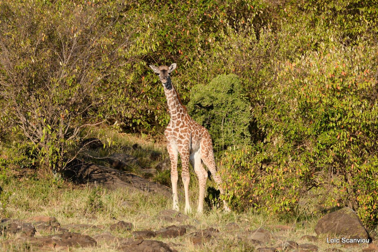 Girafe/Giraffe (1)