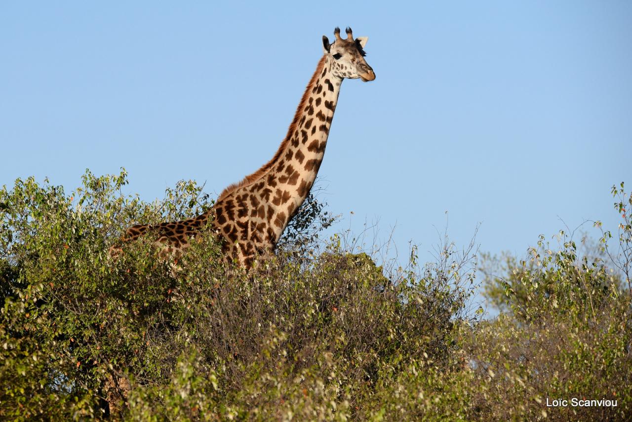 Girafe/Giraffe (2)