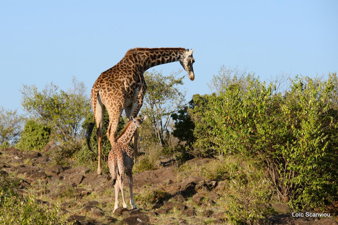 Girafe/Giraffe (3)