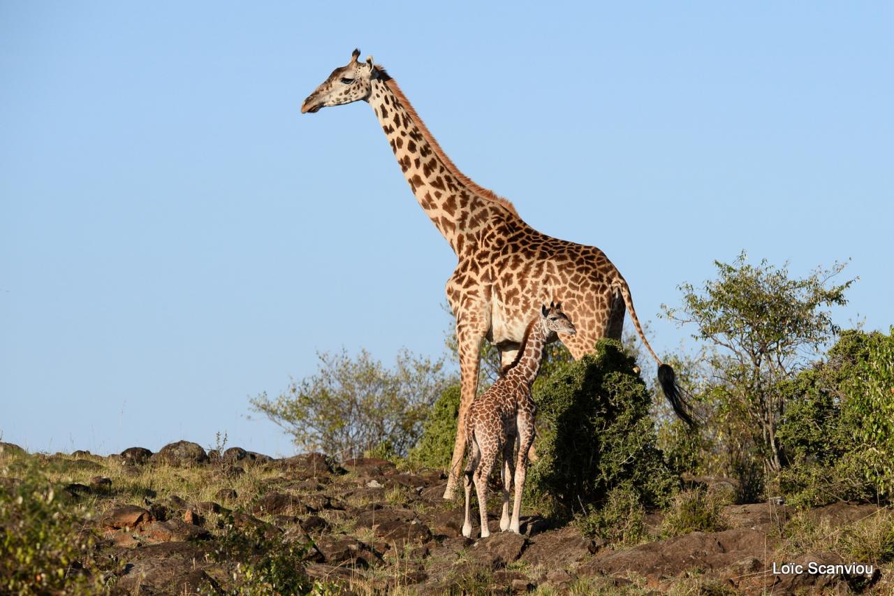 Girafe/Giraffe (4)