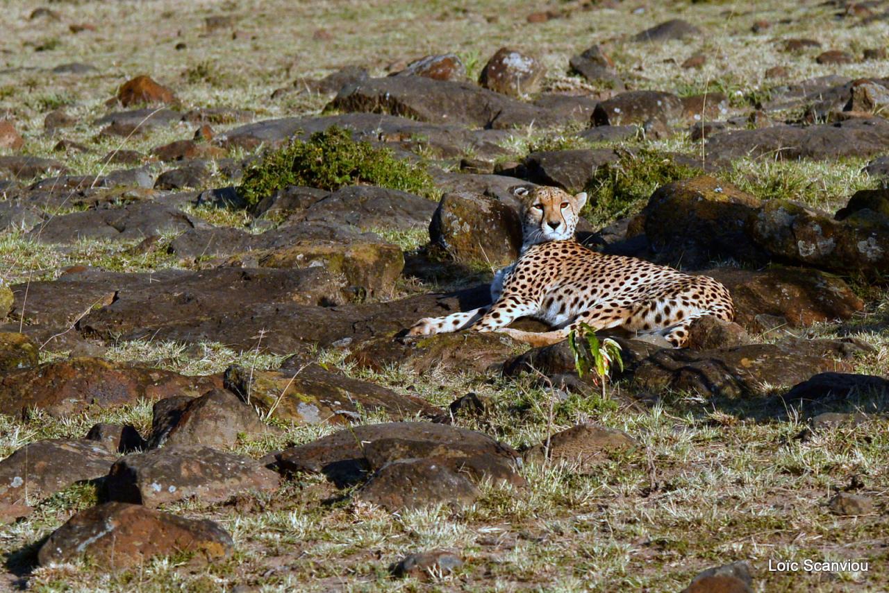 Guépard/Cheetah (1)