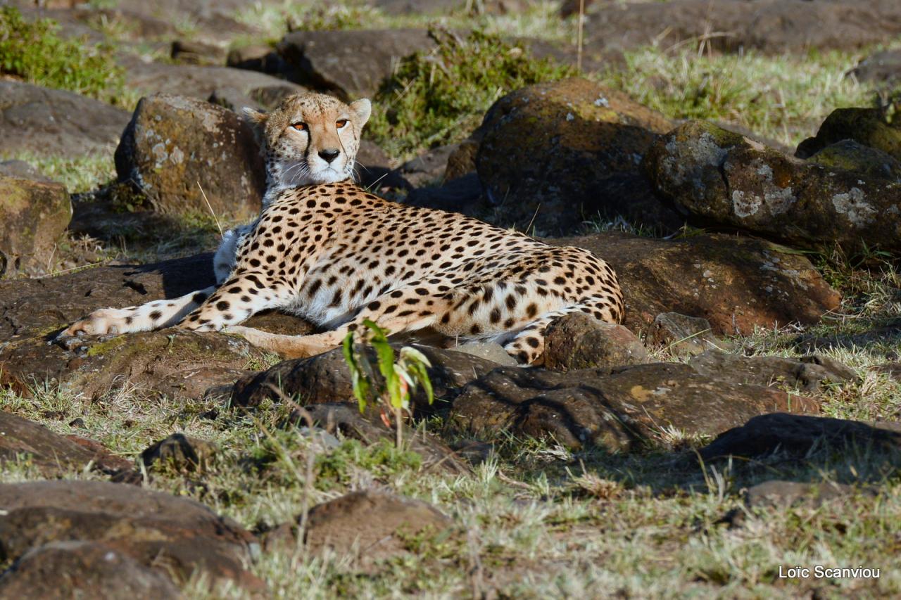 Guépard/Cheetah (2)