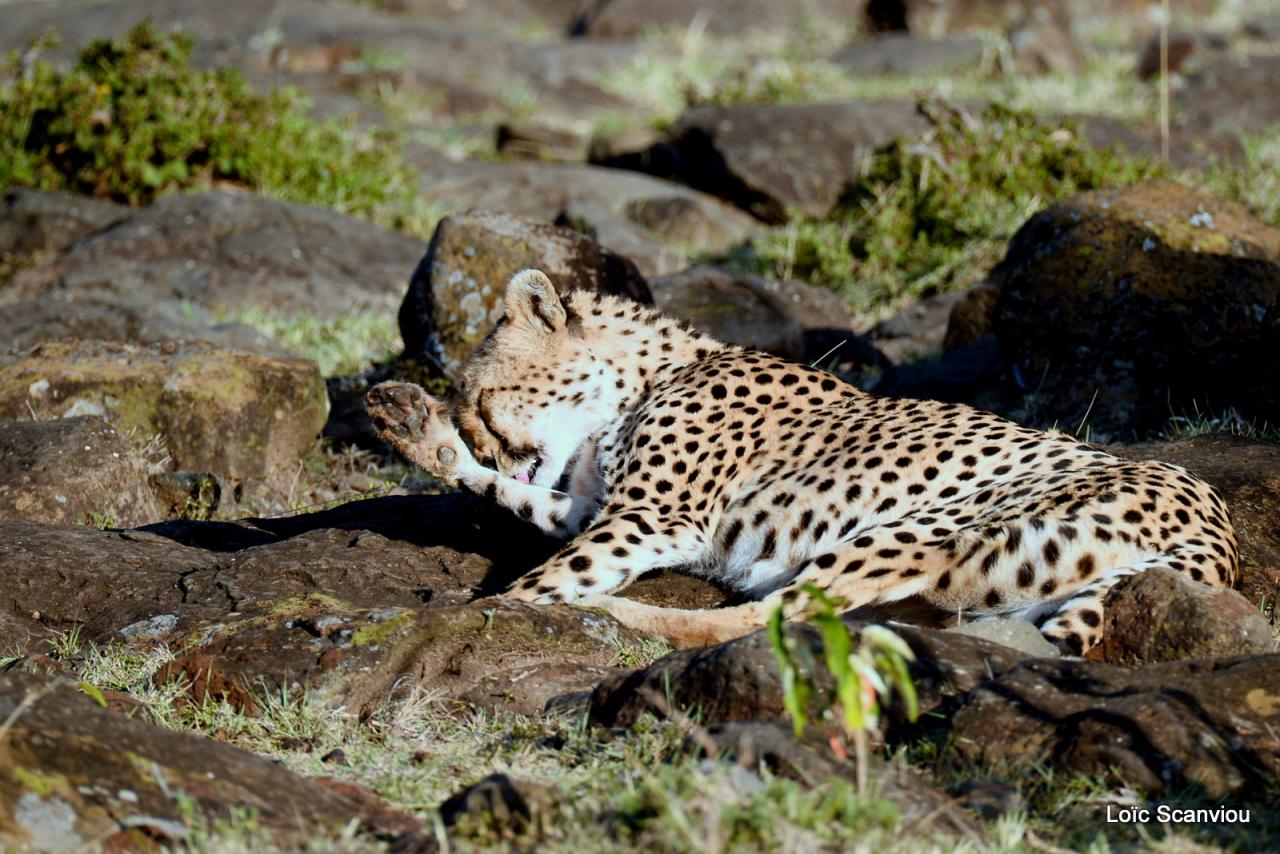 Guépard/Cheetah (3)