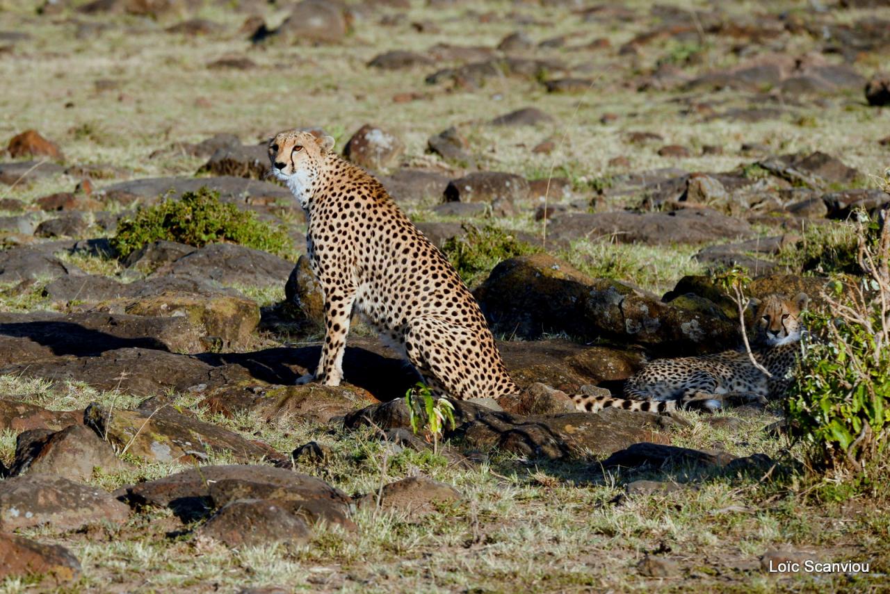 Guépard/Cheetah (5)