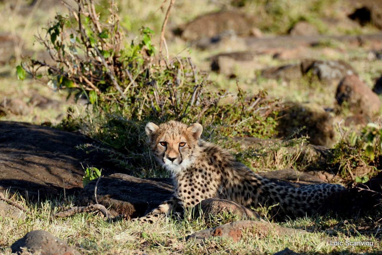 Guépard/Cheetah (6)