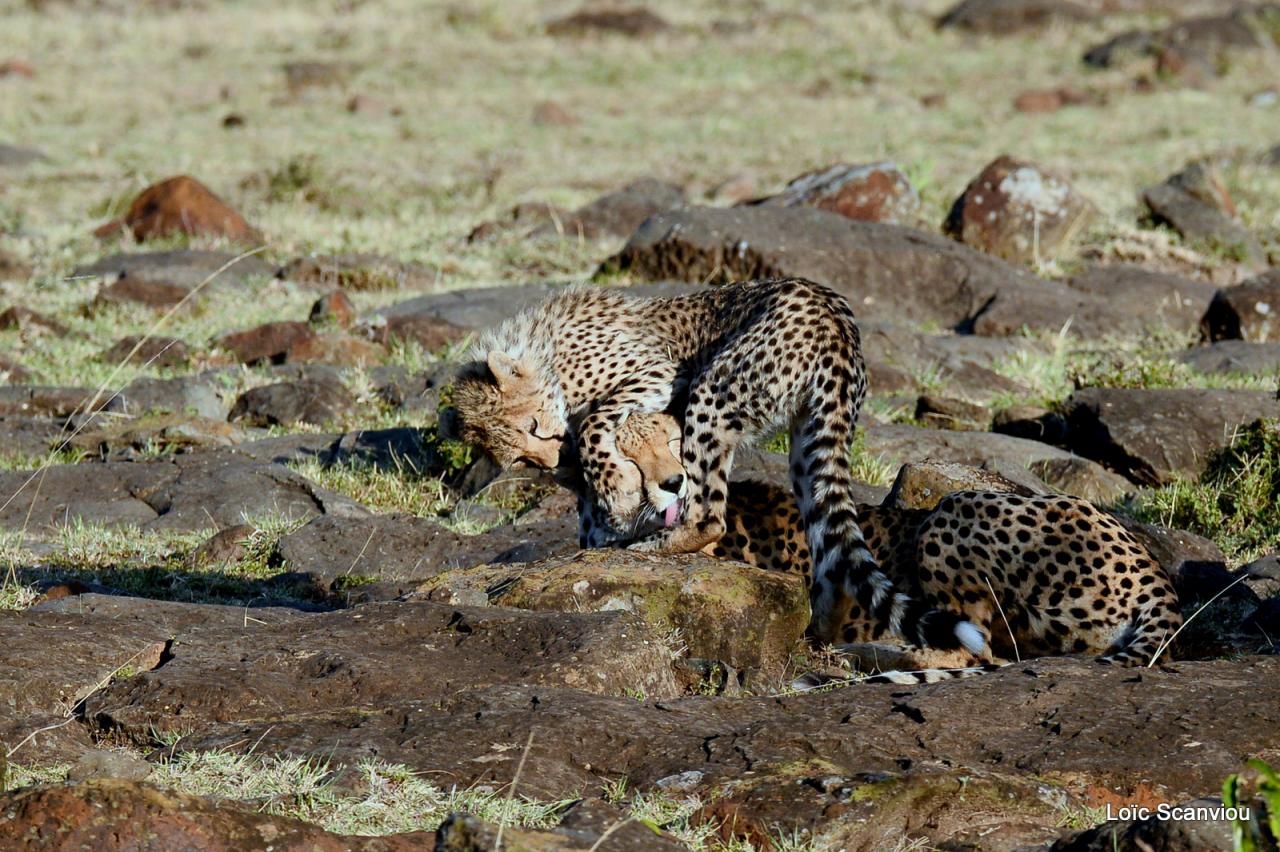 Guépard/Cheetah (7)