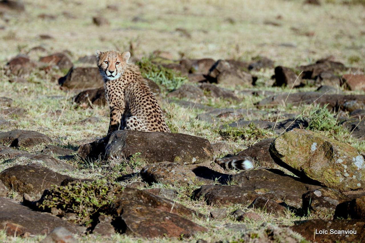 Guépard/Cheetah (8)