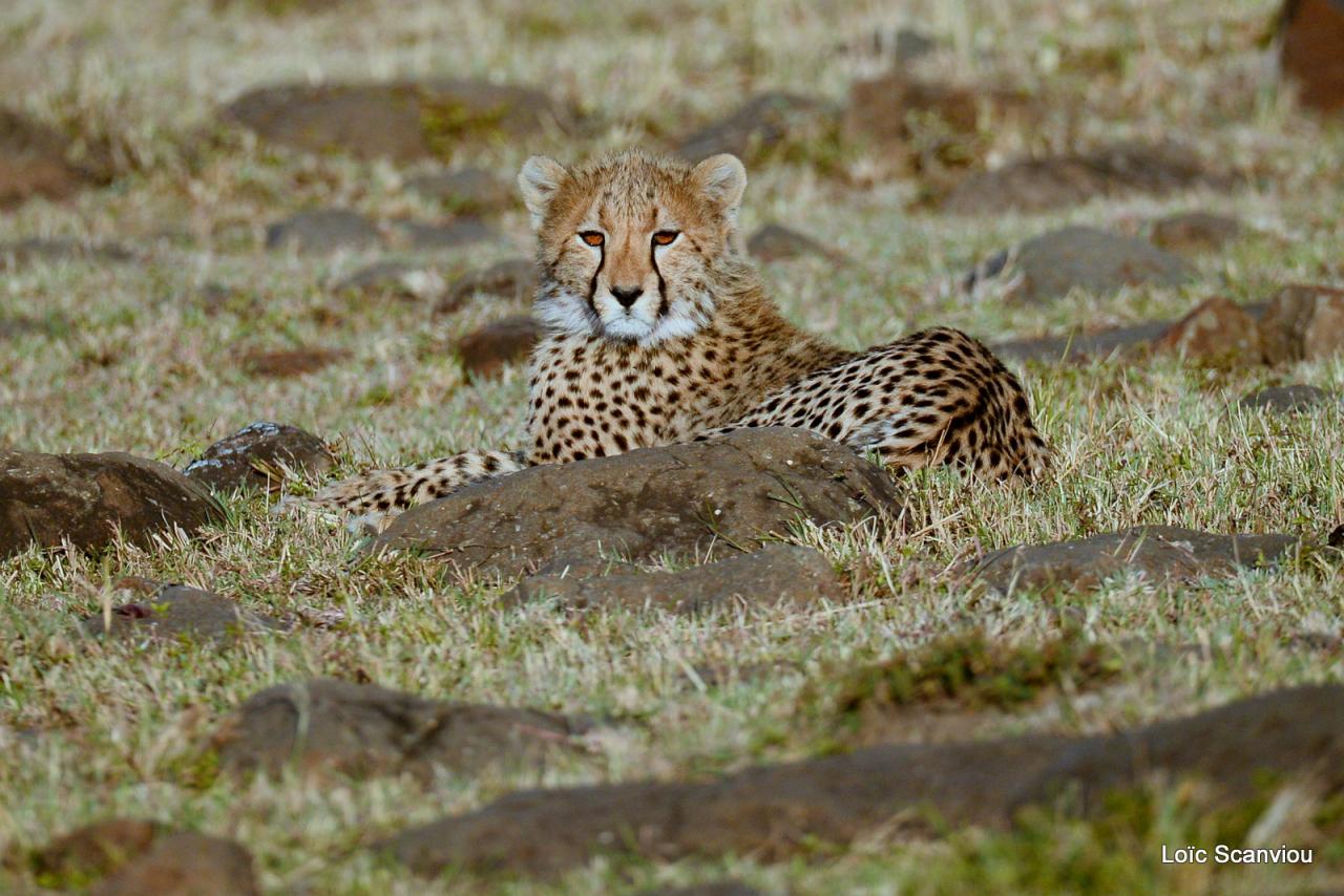 Guépard/Cheetah (9)