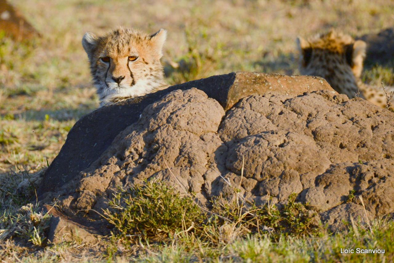 Guépard/Cheetah (11)