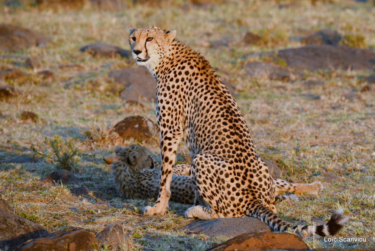 Guépard/Cheetah (20)