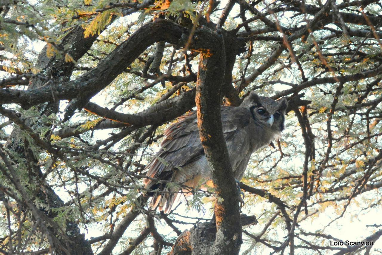 Grand-duc de Verreaux/Verreaux's Eagle-Owl (1)