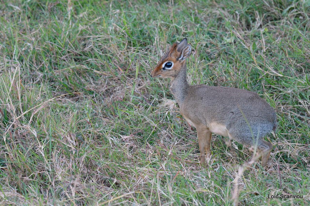 Dik-Dik (1)