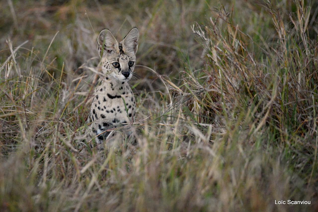 Serval/Serval Cat (1)