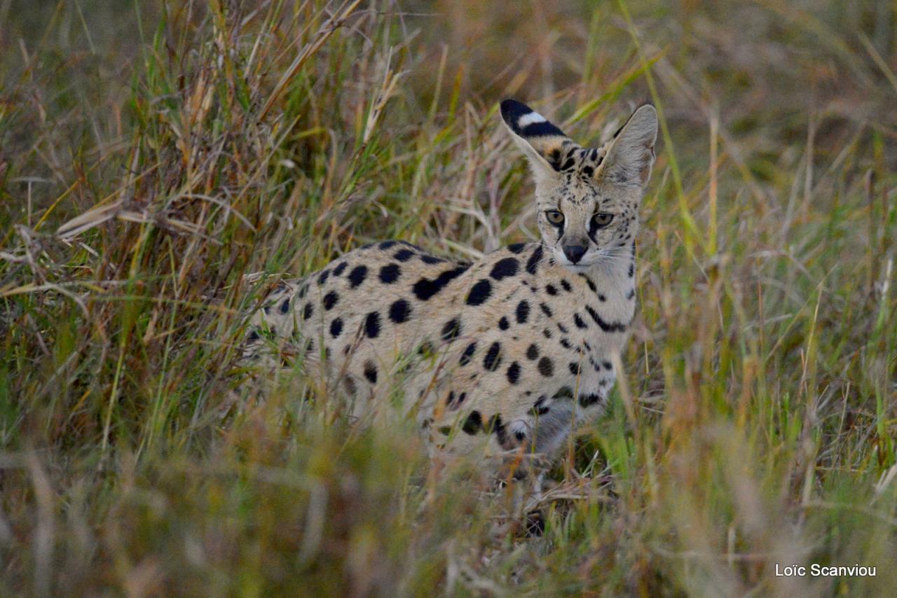 Serval/Serval Cat (2)