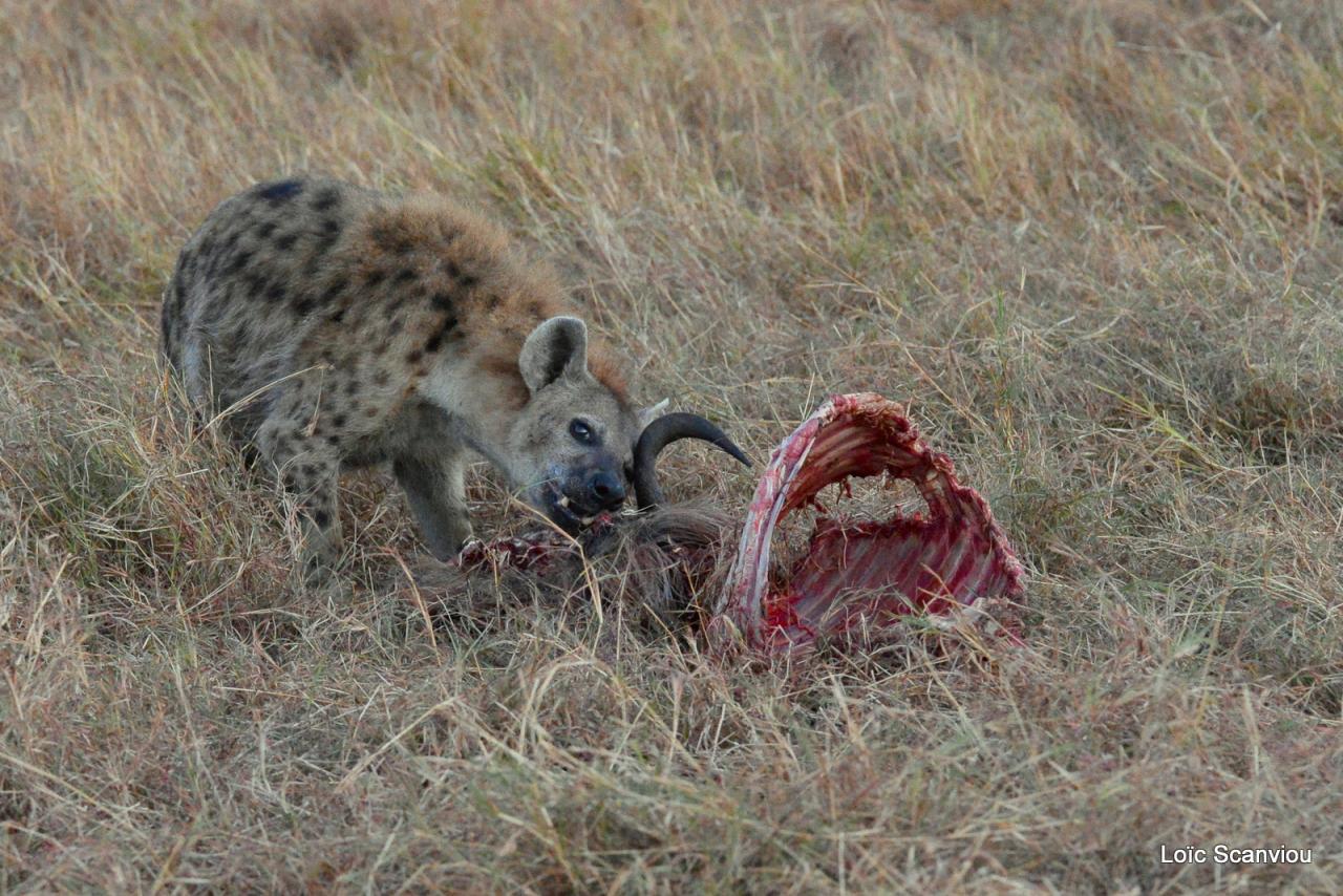 Hyène tachetée/Spotted Hyena (5)