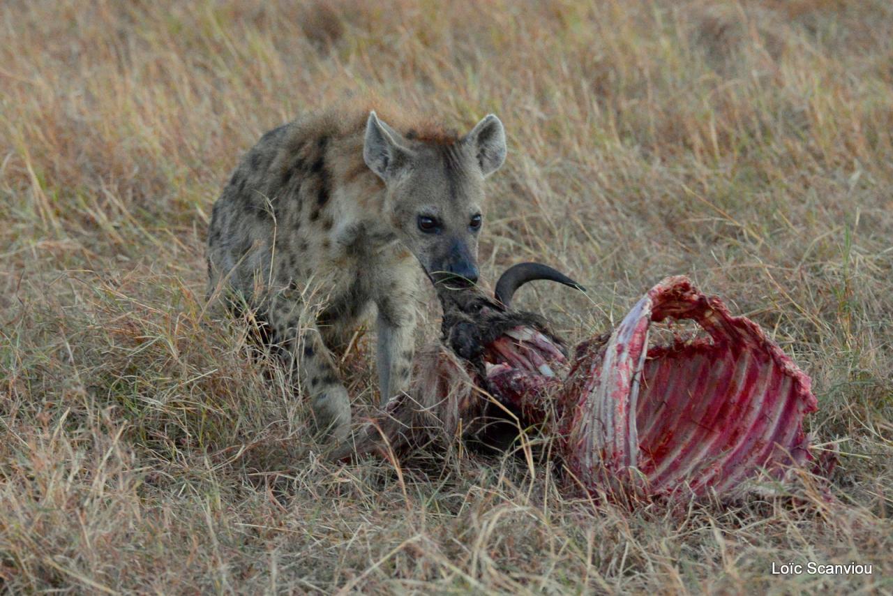 Hyène tachetée/Spotted Hyena (6)