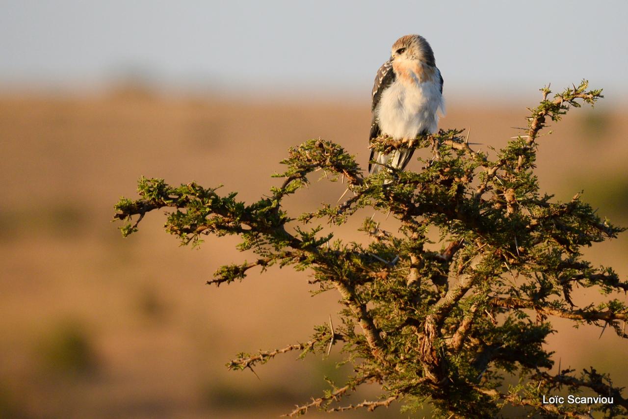 Mara North Conservancy 2016 (53)