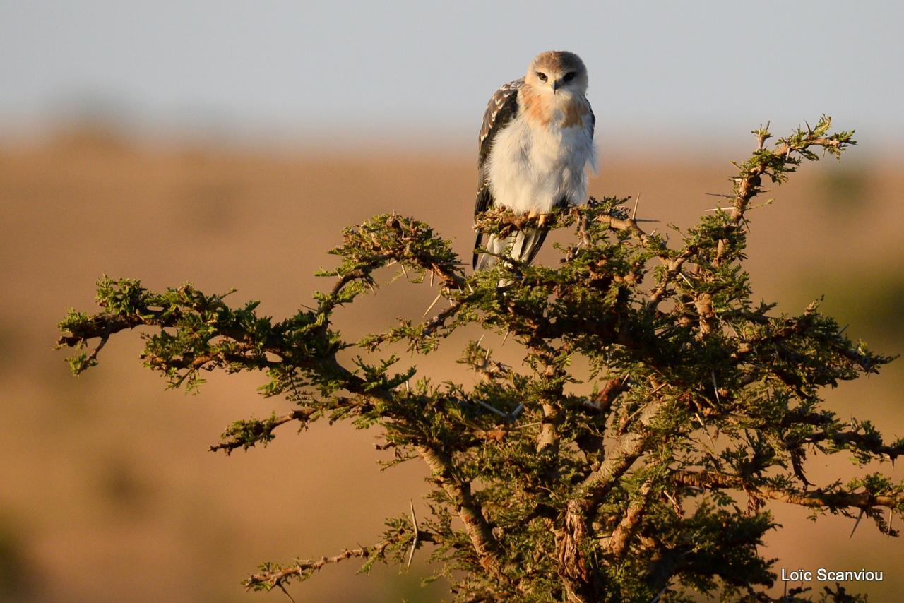 Mara North Conservancy 2016 (54)