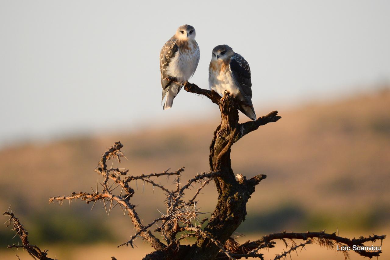 Mara North Conservancy 2016 (55)