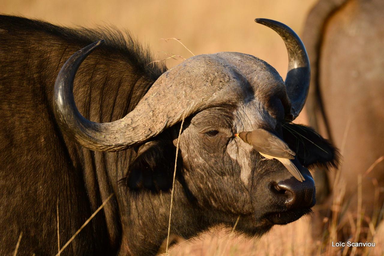 Buffle du Cap/Cape Buffalo (1)