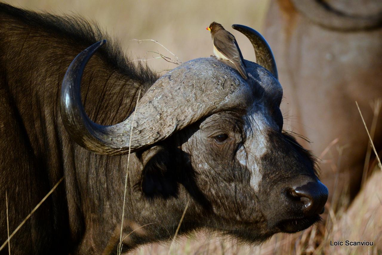 Buffle du Cap/Cape Buffalo (2)