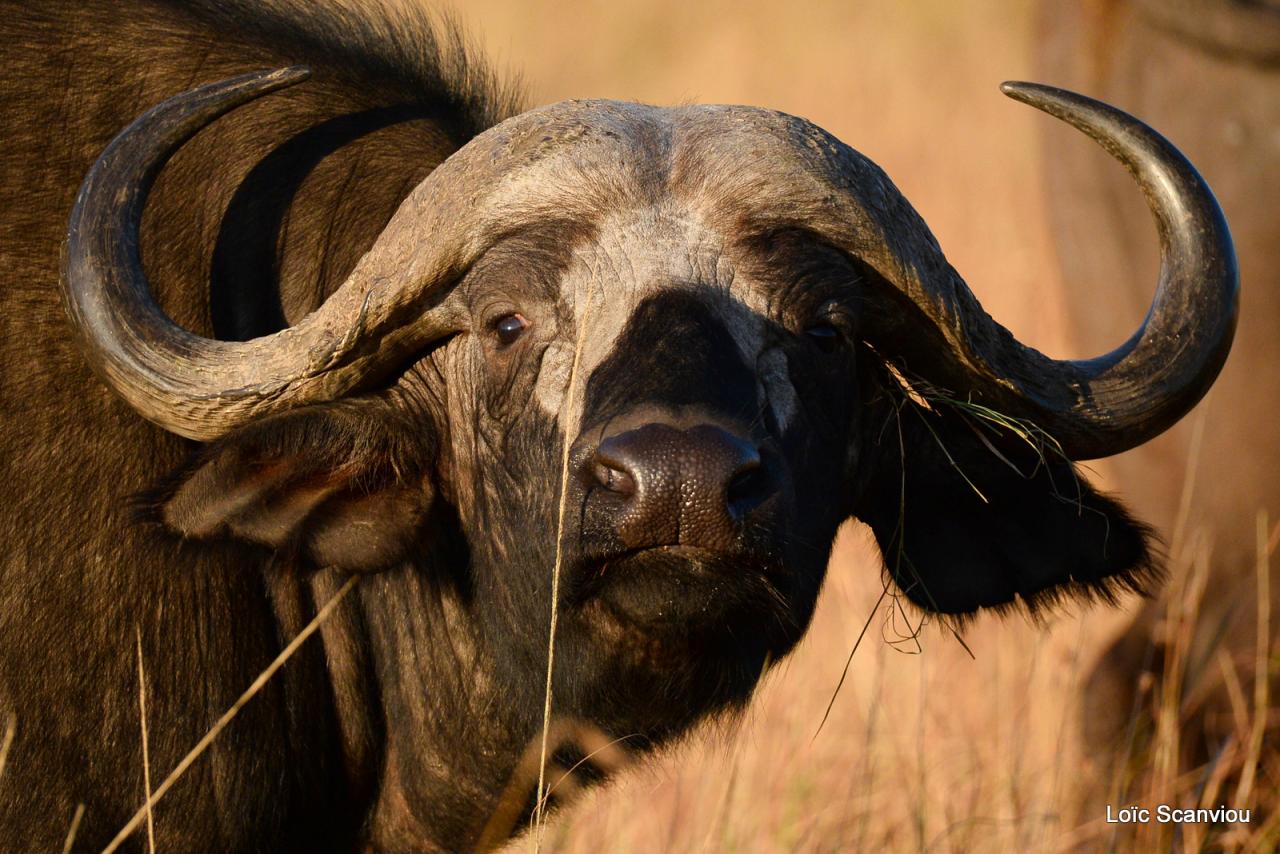 Buffle du Cap/Cape Buffalo (3)