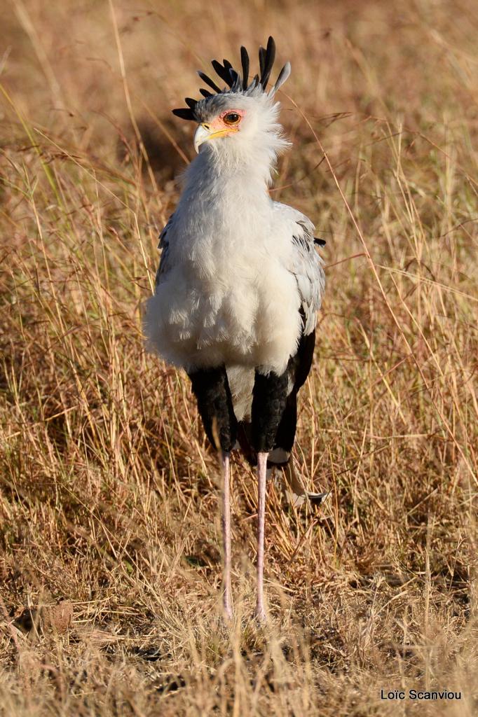 Messager solitaire/Secretary Bird (1)