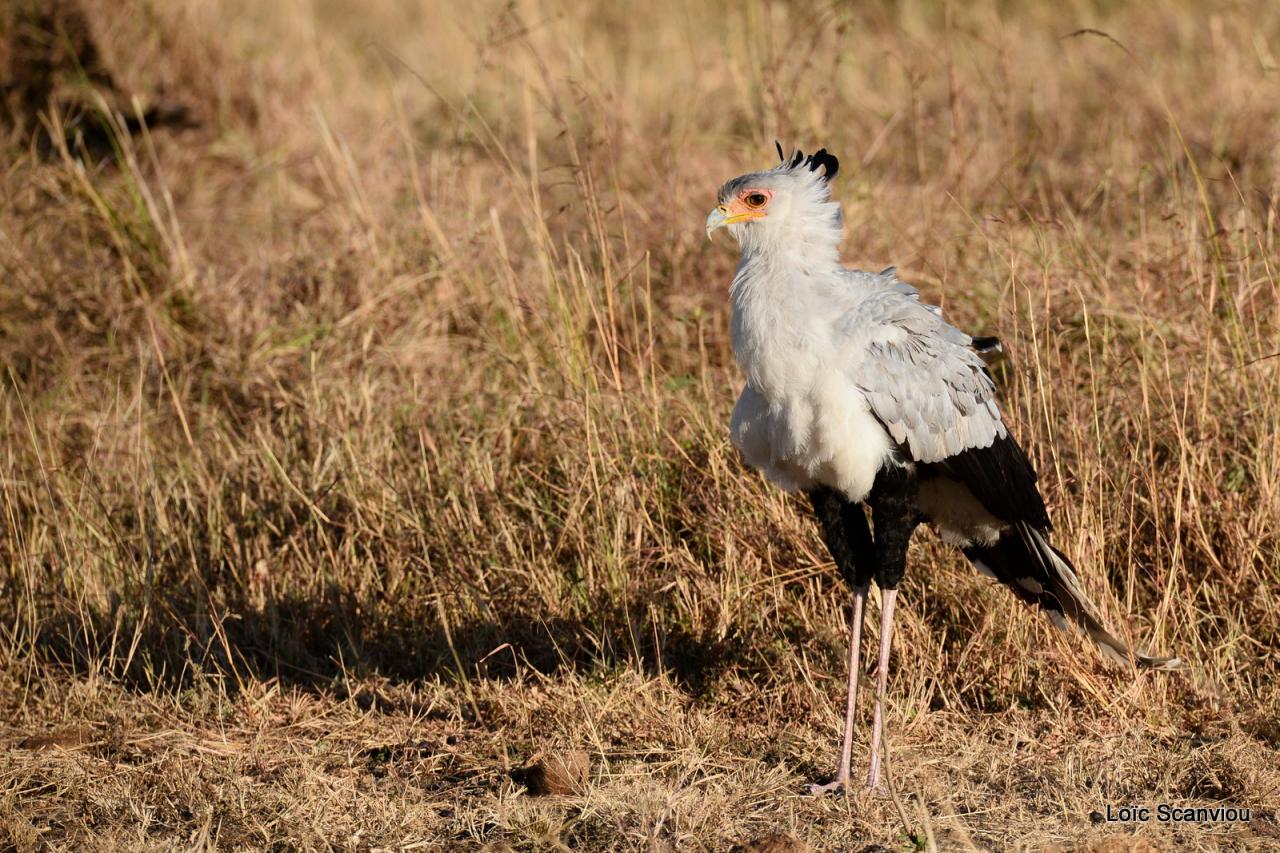 Messager solitaire/Secretary Bird (2)