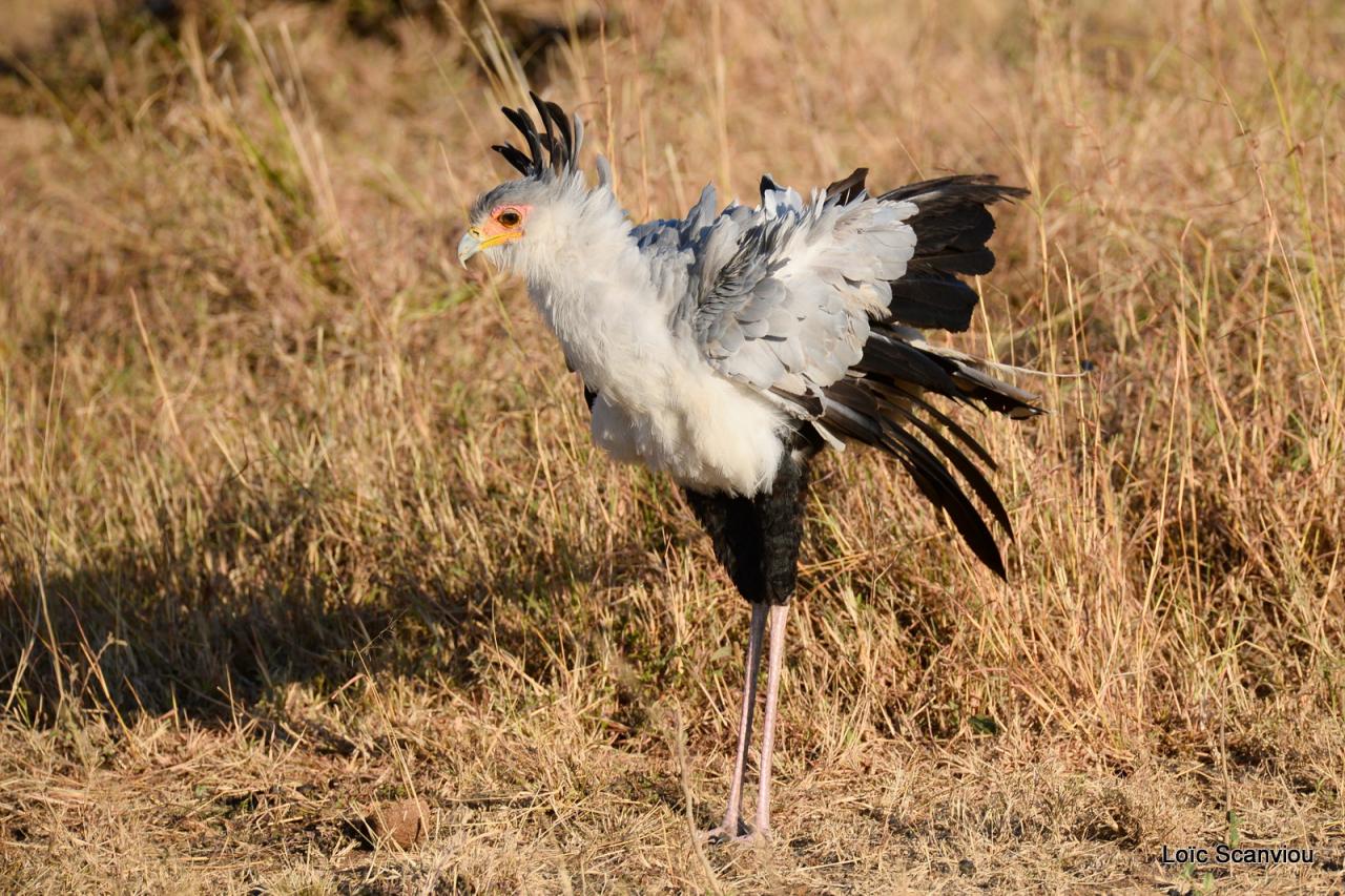 Messager solitaire/Secretary Bird (3)