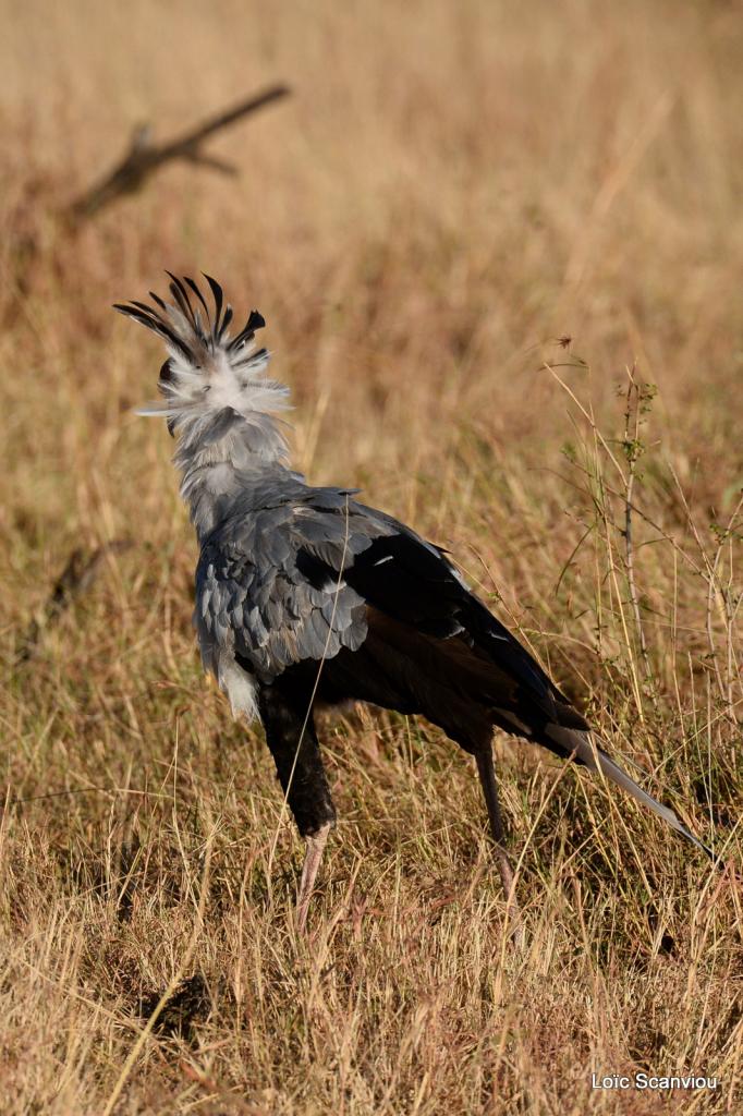 Messager solitaire/Secretary Bird (4)