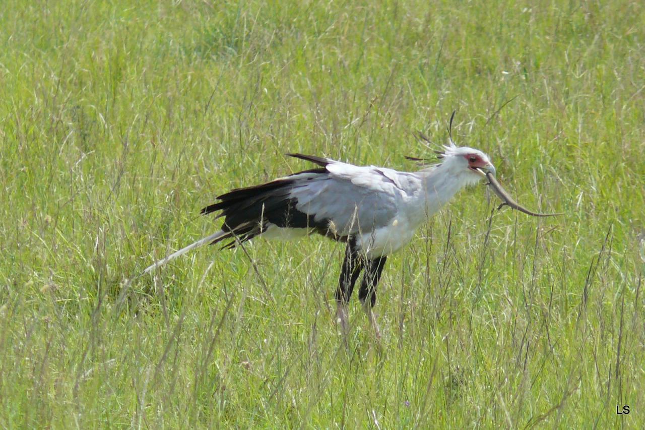 Serpentaire/Secretary Bird (1)