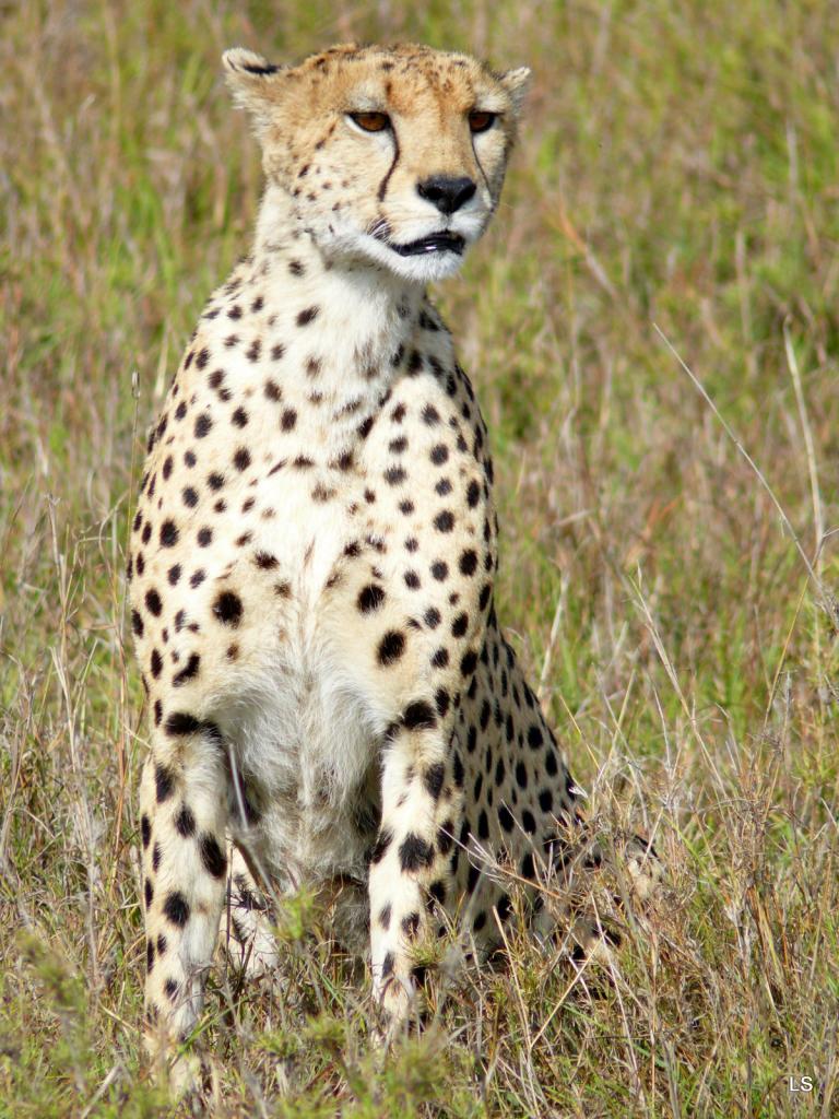 Guépard/Cheetah (2)