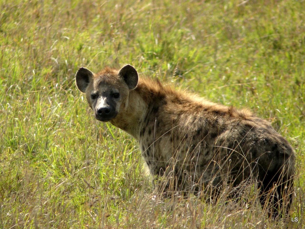 Hyène tachetée/Spotted Hyena (1)