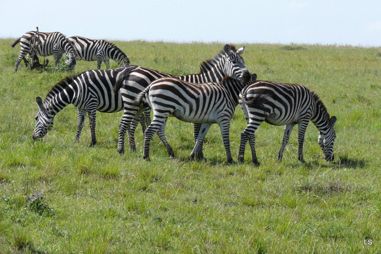 zèbre de Burchell/Burchell's Zebra (2)