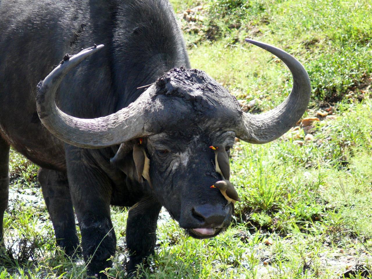 Buffle du Cap/Cape Buffalo (2)