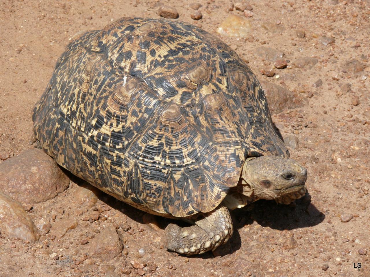 Tortue léopard/Leopard Tortoise (1)