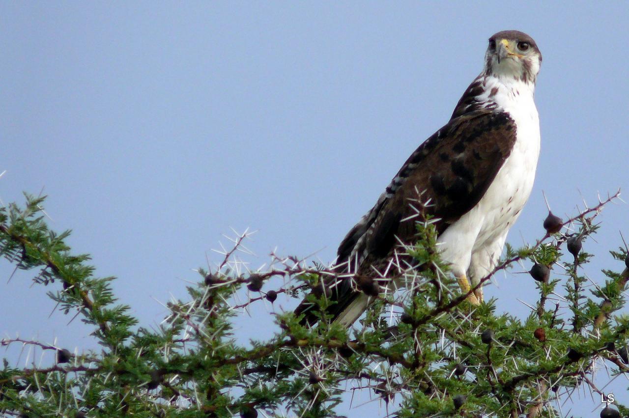 Buse augure/Augure Buzzard (1)