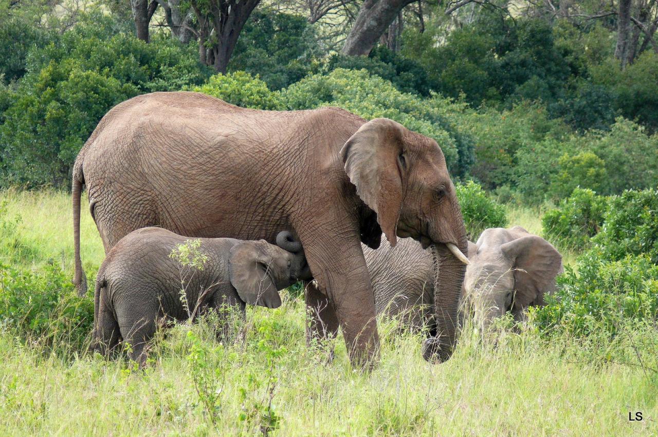 Éléphant d'Afrique/African Savanna Elephant (3)