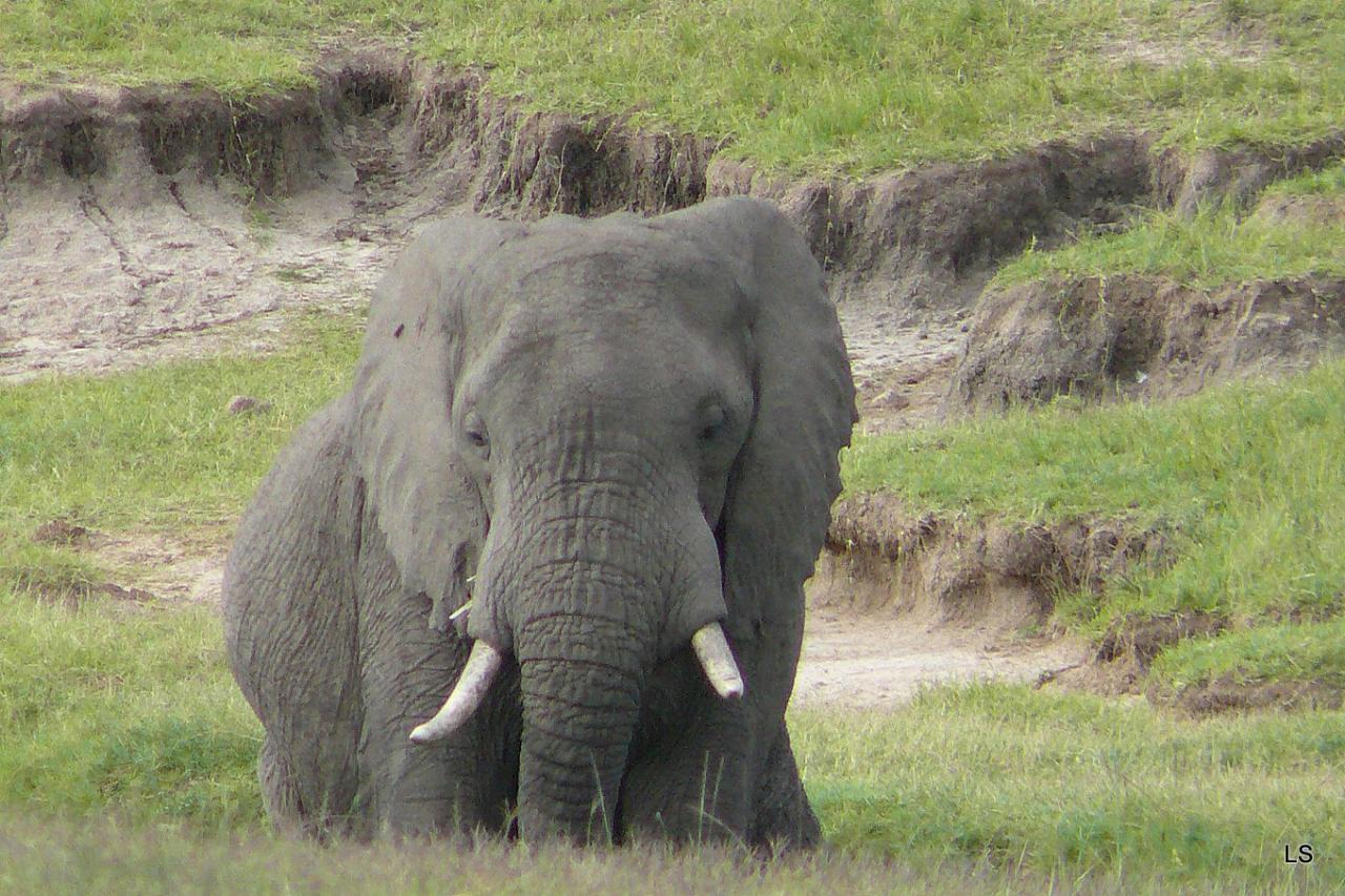 Éléphant d'Afrique/African Savanna Elephant (4)