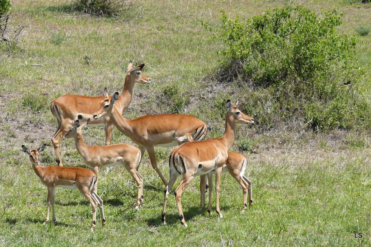 Impala (1)