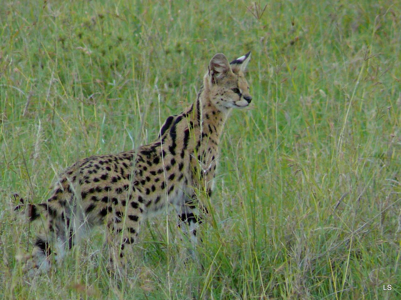 Serval/Serval Cat (1)