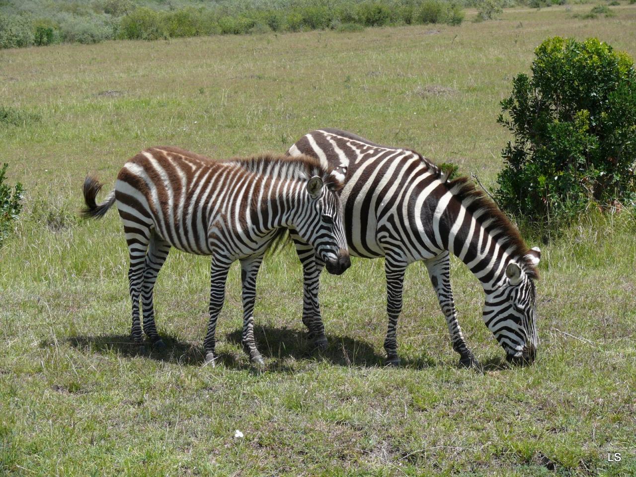 zèbre de Burchell/Burchell's Zebra (1)