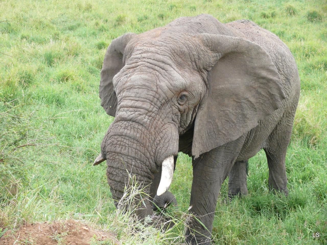 Éléphant d'Afrique/African Savanna Elephant (5)