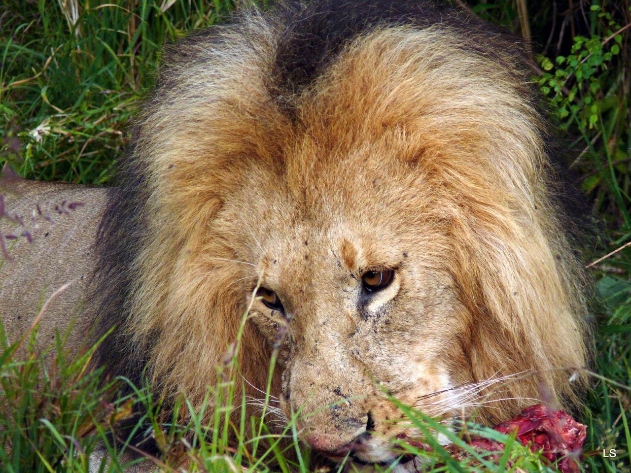 Repas de lion (2)