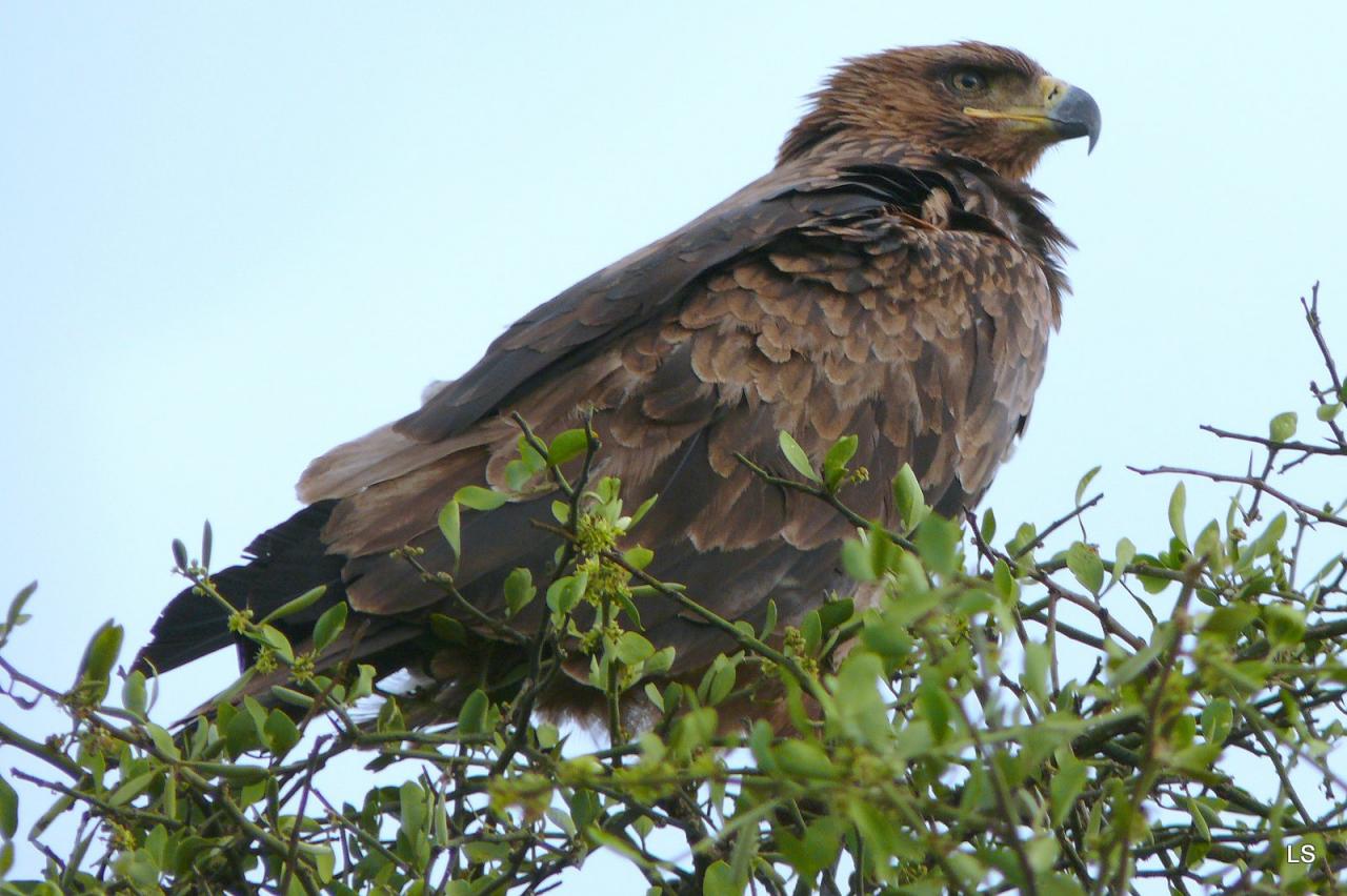 Aigle ravisseur/Tawny Eagle (1)