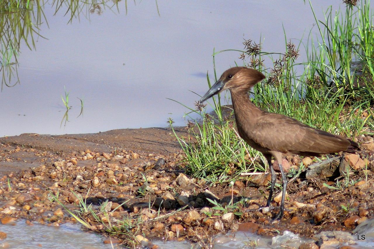 Ombrette/Hamerkop (1)