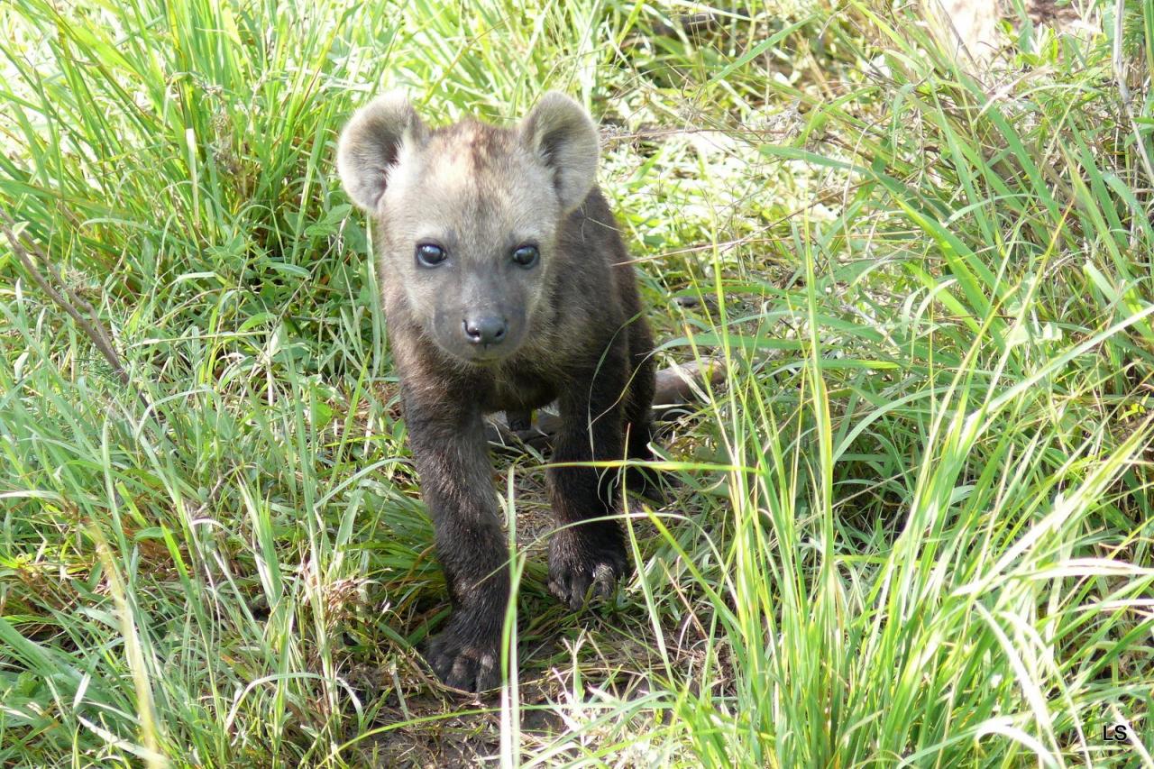 Hyène tachetée/Spotted Hyena (2)