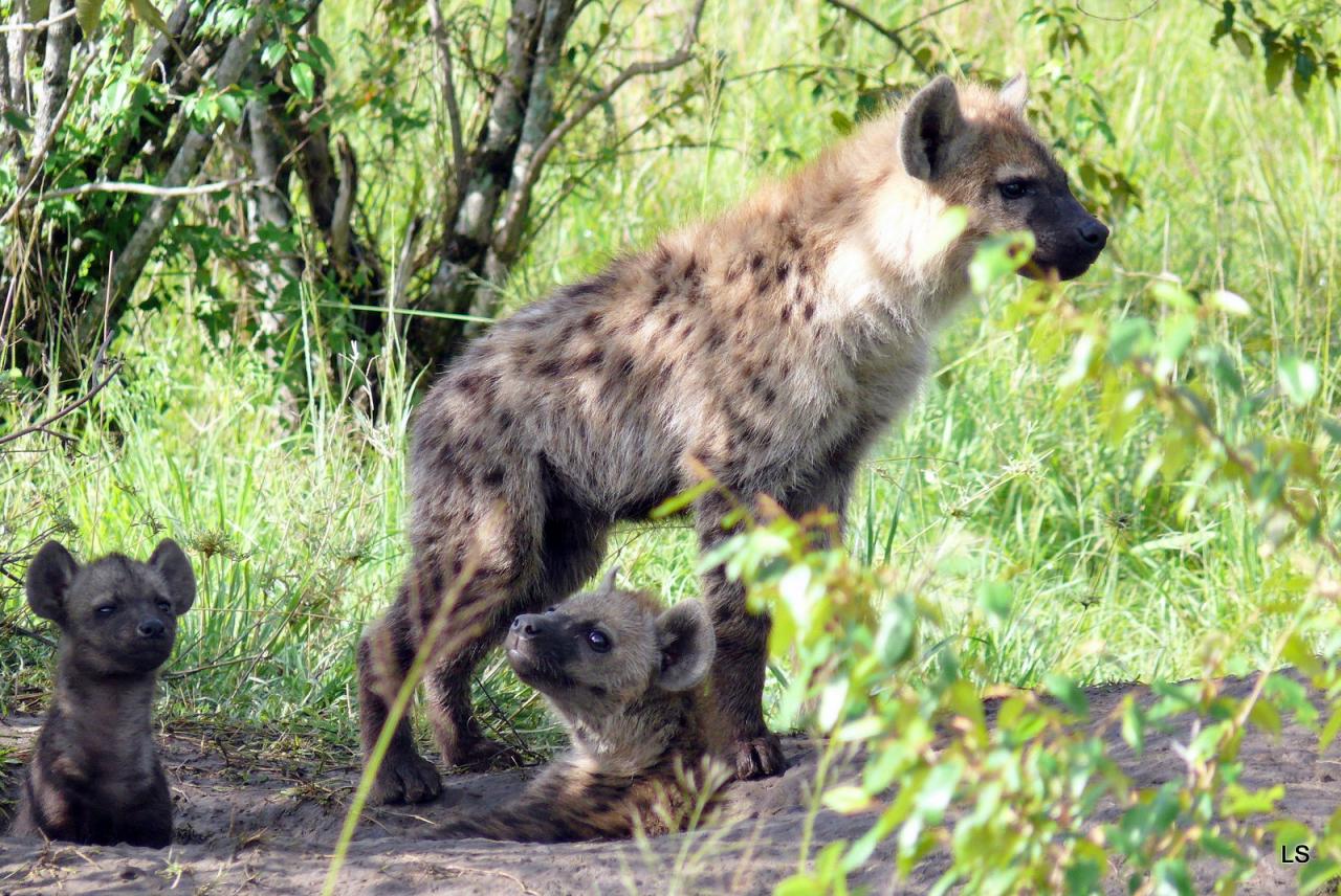 Hyène tachetée/Spotted Hyena (3)