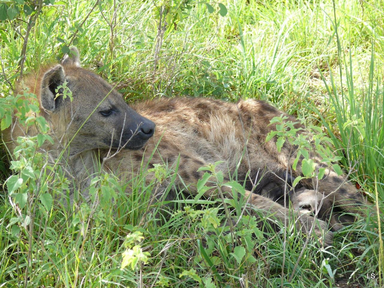 Hyène tachetée/Spotted Hyena (4)