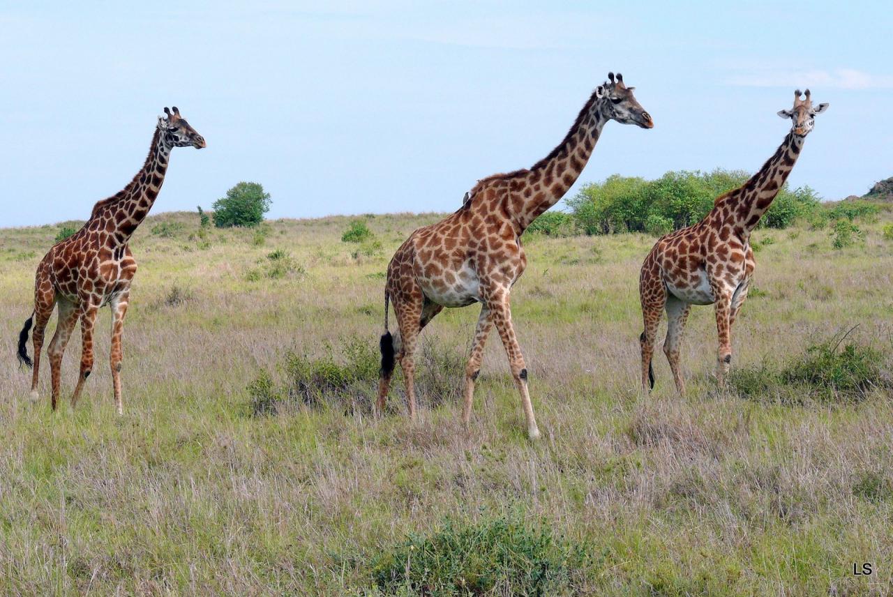 Girafe masaï/Masai Giraffe (3)